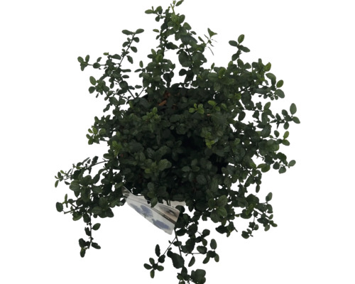 Draufsicht einer Topfpflanze mit grünen Blättern