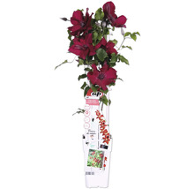 Clematis Pflanze mit roten Blüten im Topf