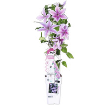 Clematis Pflanze im Topf mit lila Blüten und grünen Blättern.