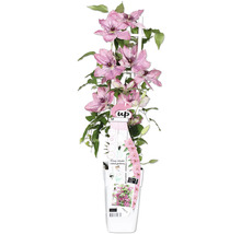 Clematis Pflanze im Topf