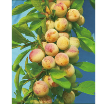 Pflaumen am Zweig mit Blättern