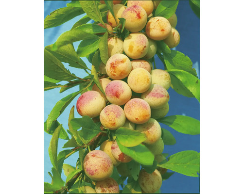 Pflaumen am Zweig mit Blättern