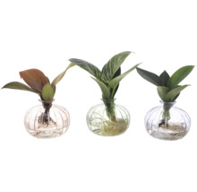 Drei Zimmerpflanzen in Glasvasen