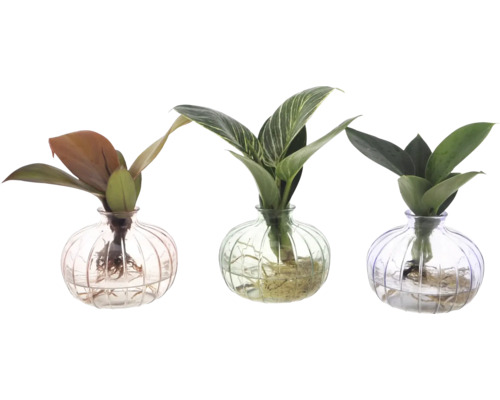 Drei Zimmerpflanzen in Glasvasen