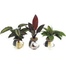 Drei Zimmerpflanzen in Glasvasen mit sichtbaren Wurzeln