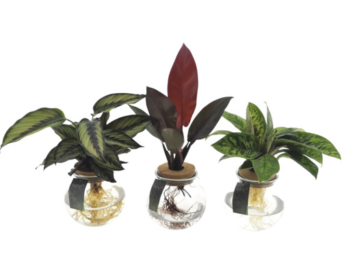 Drei Zimmerpflanzen in Glasvasen mit sichtbaren Wurzeln