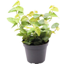 Kletterfeige im Topf