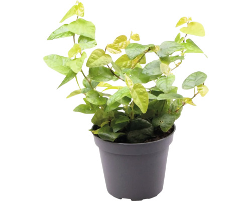 Kletterfeige im Topf