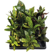 Tablett mit Kroton Zimmerpflanzen mit farbigen Blättern