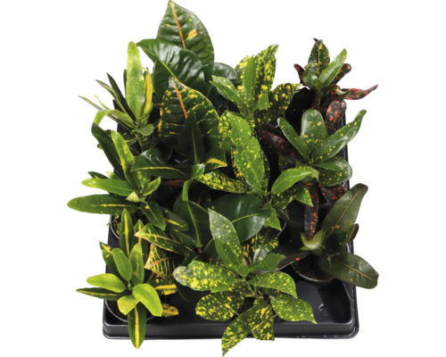 Tablett mit Kroton Zimmerpflanzen mit farbigen Blättern