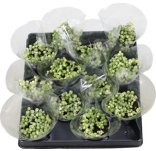 Mehrere Erbsenpflanzen in Töpfen auf einem Tablett für den Transport