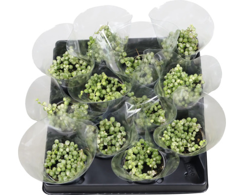 Mehrere Erbsenpflanzen in Töpfen auf einem Tablett für den Transport