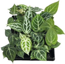 Anthurium Zimmerpflanze mit herzförmigen Blättern