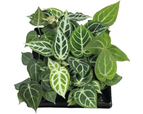 Anthurium Zimmerpflanze mit herzförmigen Blättern