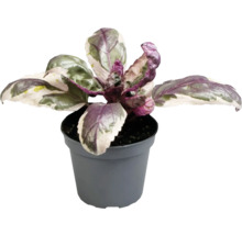 Basilikum Pflanze im Topf