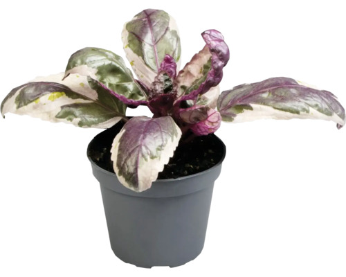 Basilikum Pflanze im Topf