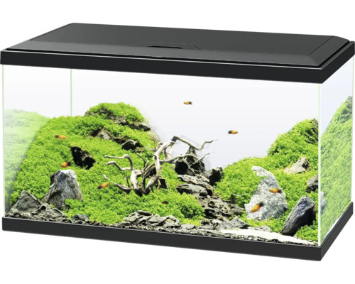 Eingerichtetes Aquarium mit Pflanzen, Steinen, Wurzelholz und Fischen