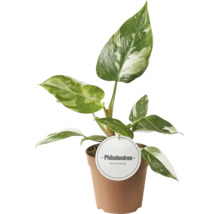 Philodendron Zimmerpflanze im Topf