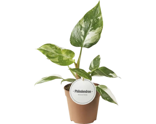 Philodendron Zimmerpflanze im Topf
