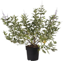 Mönchspfeffer im Topf mit grünen Blättern und violetten Blüten