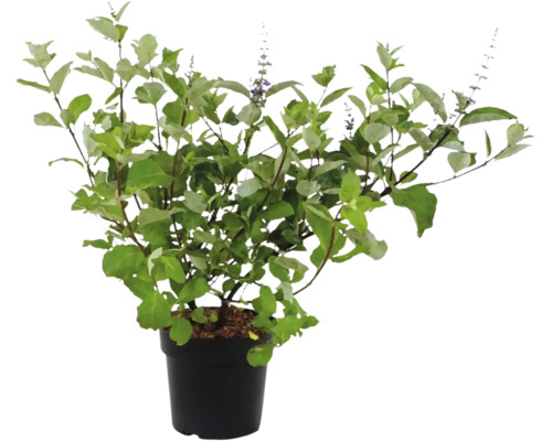 Blühende Pflanze im Topf für den Innen- und Außenbereich