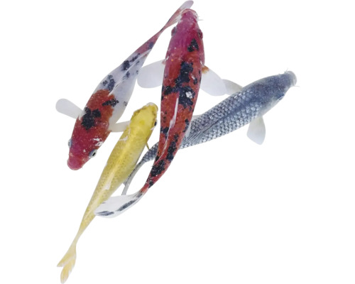 Verschiedene Koi-Karpfen