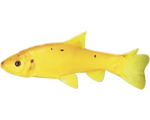 Goldfisch für den Gartenteich