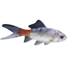 Schleierschwanz Zierfisch