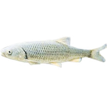 Fisch