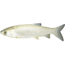 Aitel Fisch im Detail