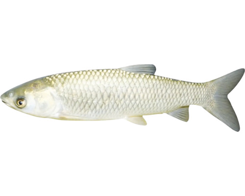 Aitel Fisch im Detail