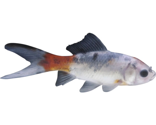 Schleierschwanz Fisch