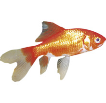 Goldfisch für Aquarien