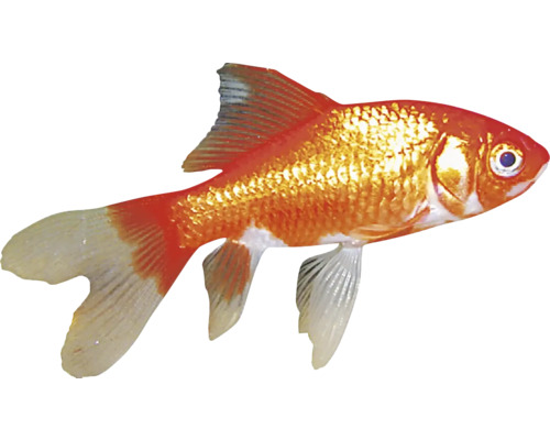 Goldfisch für Aquarien