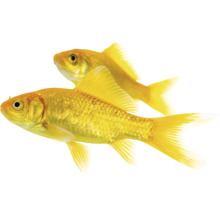 Zwei Goldfische im Bild