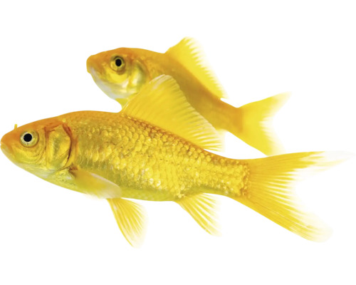 Zwei Goldfische im Bild