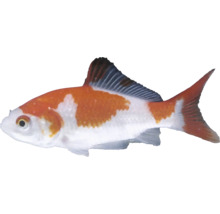 Orange-weißer Kometenschweif Goldfisch