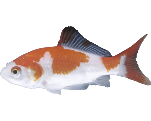 Orange-weißer Kometenschweif Goldfisch