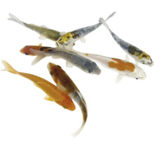 Gruppe Koi-Karpfen für den Gartenteich