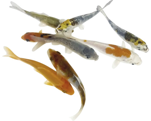 Gruppe Koi-Karpfen für den Gartenteich