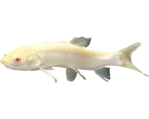 Albino-Barbe für den Gartenteich