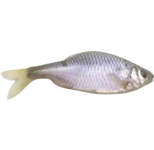 Silberner Bitterling Zierfisch für Aquarien