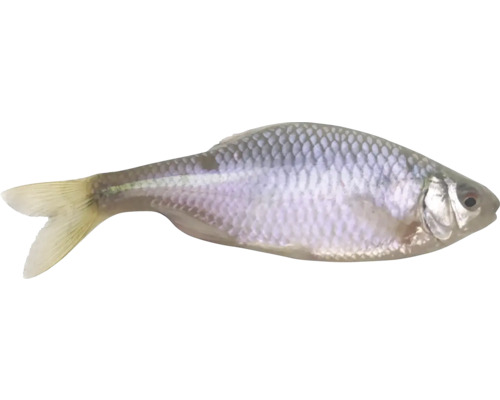 Silberner Bitterling Zierfisch für Aquarien