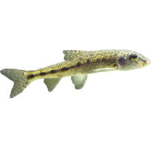 Schmerle als Zierfisch fürs Aquarium