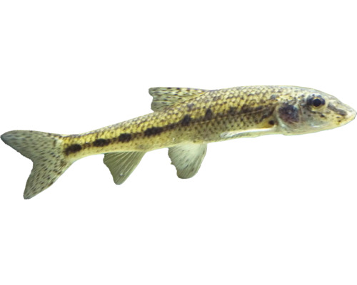 Schmerle als Zierfisch fürs Aquarium