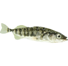 Dreistachliger Stichling