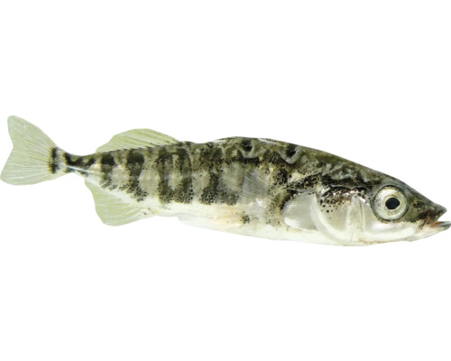 Dreistachliger Stichling