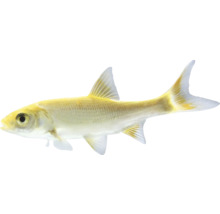 Goldfisch für den Gartenteich