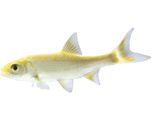 Goldfisch für den Gartenteich