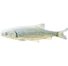 Ein einzelner Fisch mit Schuppenmuster
